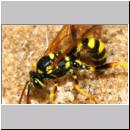 Banchus sp - Schlupfwespe 06e 13mm Sandgrube Niedringhaussee.jpg